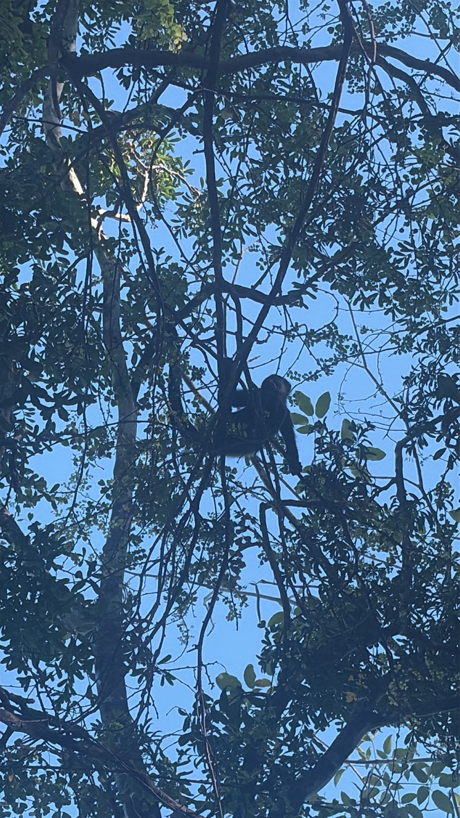 A howler monkey resting high in the canopy against a bright blue sky